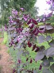 Photo Garden Flowers Ruby Glow Hyacinth Bean (Dolichos lablab, Lablab purpureus), lilac