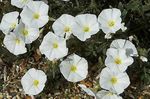Bilde Hage blomster Bakken Morning Glory, Bush Morning Glory, Silverbush (Convolvulus), hvit