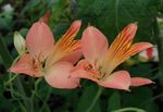 Photo Garden Flowers Alstroemeria, Peruvian Lily, Lily of the Incas , pink