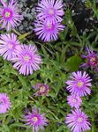 Photo les fleurs du jardin Fabrique De Glace (Mesembryanthemum crystallinum), lilas