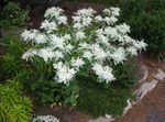 foto I fiori da giardino Neve-Su-Il-Montagna (Euphorbia marginata), bianco