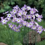 Photo Garden Flowers Glory Of The Sun (Leucocoryne), lilac