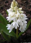 foto I fiori da giardino Scilla Strisce, Cumulo Di Neve, Presto Stardrift (Puschkinia), bianco