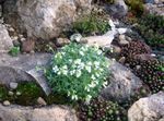 снимка Градински цветове Рок Кресон (Arabis), бял