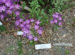 foto I fiori da giardino Triteleia, Erba Dado, Ithuriel Di Lancia, Cesto Wally , lilla