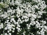 Foto Gartenblumen Sneezewort, Sonnenbraut, Brideflower (Achillea ptarmica), weiß