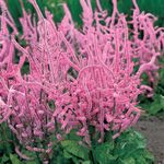 Photo Garden Flowers Russian Statice, Pink Pokers, Suworow Statice (Psylliostachys suworowii), pink