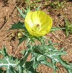 Foto Gartenblumen Argemona , gelb
