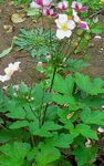 照 园林花卉 日本海葵 (Anemone hupehensis), 粉红色