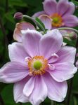 Foto Gartenblumen Japanische Anemone (Anemone hupehensis), flieder