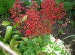 Foto Gartenblumen Korallen Glocken, Alumroot, Coralbells, Alaun Wurzel (Heuchera sanguinea), rot