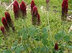 Photo Garden Flowers Red Feathered Clover, Ornamental Clover, Red Trefoil (Trifolium rubens), burgundy