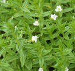 foto I fiori da giardino Siepe Issopo (Gratiola officinalis), bianco