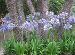 foto I fiori da giardino Giglio Del Nilo, Giglio Africano (Agapanthus africanus), azzurro