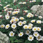 foto I fiori da giardino Monte Atlante Margherita, Mt. Atlante Margherita, Parietaria, Camomilla Spagnolo (Anacyclus depressus), bianco