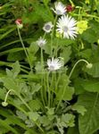 fotografie Zahradní květiny Pelerína Sedmikráska, Monarcha Stepi (Arctotis), bílá