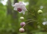 Foto Gartenblumen Falsche Anemone (Anemonopsis macrophylla), flieder