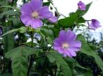 Photo Garden Flowers Snowcup, Spurred Anoda, Wild Cotton (Anoda cristata), lilac