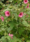 Photo Garden Flowers Snowcup, Spurred Anoda, Wild Cotton (Anoda cristata), pink