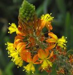 foto I fiori da giardino Bulbine, Bulbinella, Bruciare Pianta Gelatina, Inseguito Bulbine, Arancio Bulbine , arancione