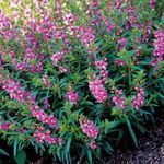 foto I fiori da giardino Angelonia Serena, Bocca Di Leone Estate (Angelonia angustifolia), lilla