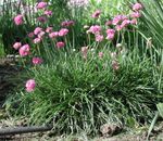 Foto Gartenblumen Meer Rosa, Meer Sparsamkeit (Armeria), rosa
