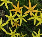 fotografie Floare Păun Pictat, Stele De Păun caracteristici