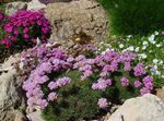 Foto Have Blomster Sea ​​sparsommelighed (Armeria  juniperifolia), pink