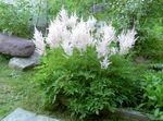 φωτογραφία Λουλούδια κήπου Astilbe, Γενειάδα Ψευδή Κατσικίσιο, Fanal , λευκό