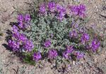 Foto Flores de jardín Astrágalo (Astragalus), púrpura