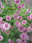 foto Flores do Jardim Masterwort (Astrantia), rosa