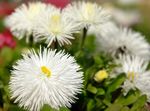foto Flores do Jardim Áster De Nova Inglaterra (Aster novae-angliae), branco