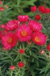 fotografie Zahradní květiny Nová Anglie Aster (Aster novae-angliae), červená