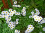 fotografie Záhradné kvety Alpine Aster (Aster alpinus), biely