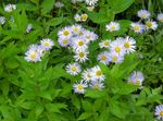 foto I fiori da giardino Aster Alpino (Aster alpinus), lilla