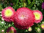 fotografie Záhradné kvety China Aster (Callistephus chinensis), červená