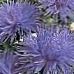 fénykép Kerti Virágok China Aster (Callistephus chinensis), kék