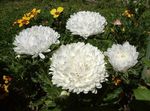 fénykép Kerti Virágok China Aster (Callistephus chinensis), fehér