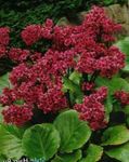 снимка Градински цветове Bergenia , червен