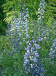 foto Flores do Jardim False Indigo (Baptisia), luz azul