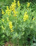 fotografie Záhradné kvety False Indigo (Baptisia), žltá