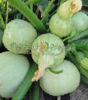foto Le zucchine la cultivar Kruglyjj belyjj