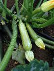 foto Le zucchine la cultivar Scilli F1