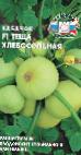 foto Le zucchine la cultivar Teshha Khlebosolnaya F1 