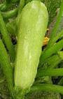foto Le zucchine la cultivar Mostra F1
