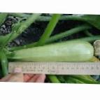 Photo Courgettes grade Opal F1