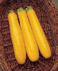 foto Le zucchine la cultivar Gold rash F1
