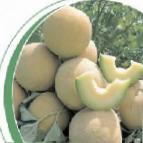 foto Il melone la cultivar Vitorio F1
