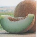 Foto Melone klasse Anzer F1