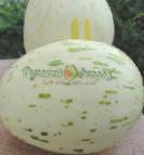 foto Il melone la cultivar Serebryanaya zvezda F1